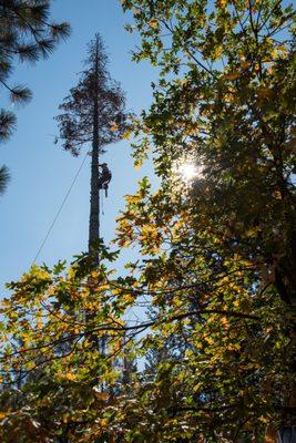 West Coast Tree Slayers