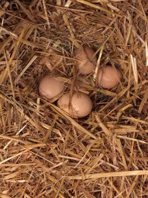 Eggs inside the petting zoo