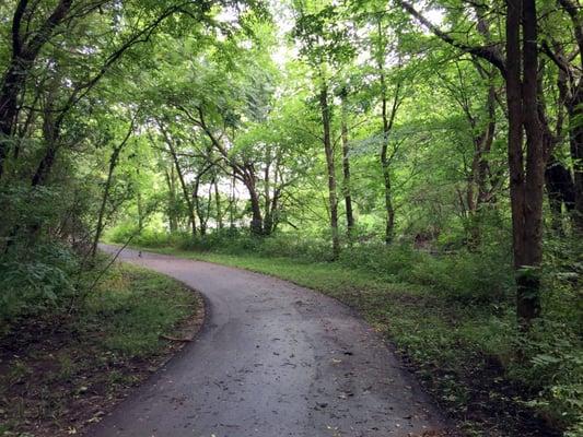 Wooded Path