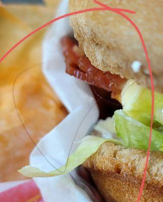 Closeup of hair found in my sandwich. DISGUSTED!