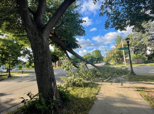 Tree branch broke down