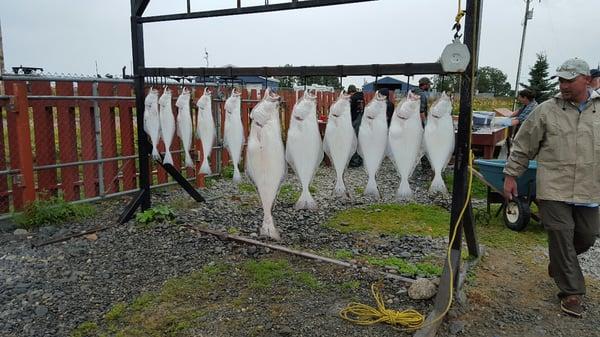 Maxed out on halibut, and did so early in the day.