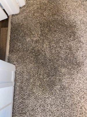 Soaked carpet (four days)