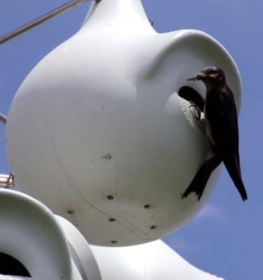 Female Purple Martin feeding babies