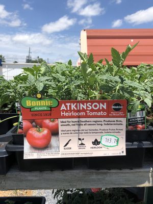 The classic Atkinson heirloom tomato. May 5, 2020