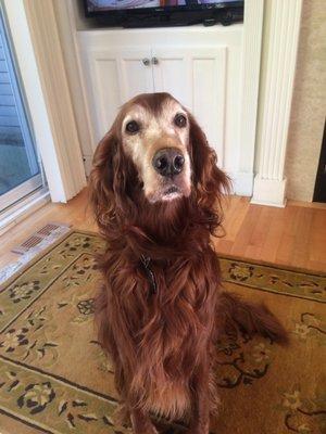 Irish Setter-Sammy