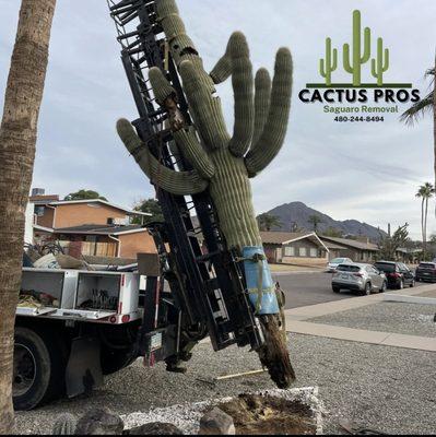 Saguaro Removal
 Dying Saguaro 
 Leaning Saguaro