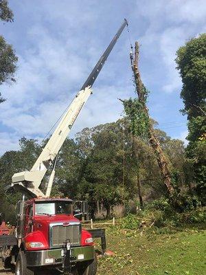 Our crane safely removing a hazardous dead tree