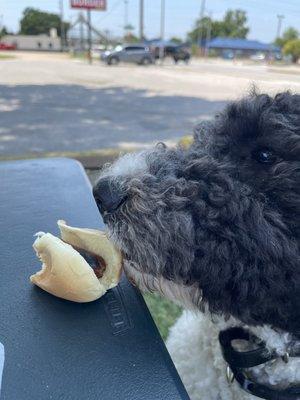 Oscar enjoying his hot dog