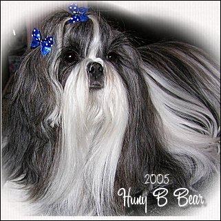 Silver and white shih-tzu