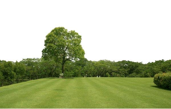 Fresh green lawn.  Hydroseeding can give you this in half the time of sod or traditional seeding.