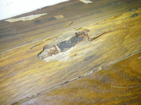 Drywood termite pellets discovered in the hardwood flooring.