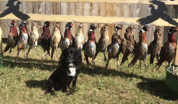 Lone Star Premier Gun Dogs