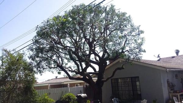 Pepper tree trim