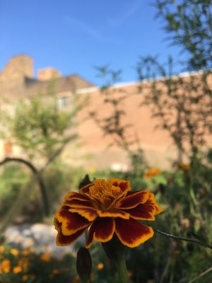 El Paseo Community Garden