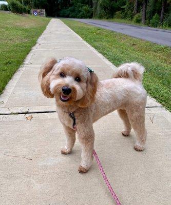 Big smiles after a fun day of play and grooming at The Pawms Vestavia!