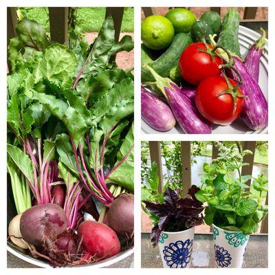 FRESH beets, purple basil, fairytale eggplant