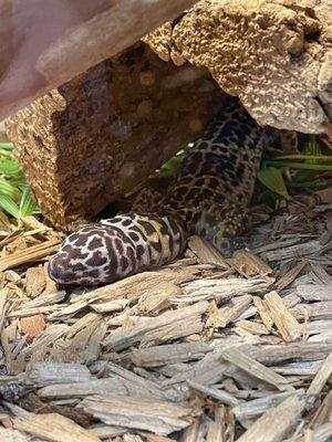 Leopard gecko