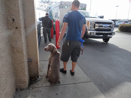 Eric with Weimaraner on field trip to Costco | Dog Psychology and Training Center