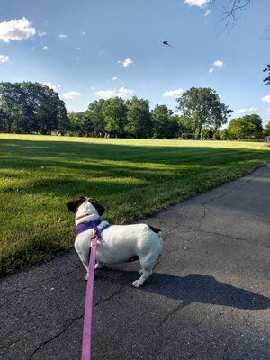 My walking buddy distracted by the stingray kite on a beautiful day