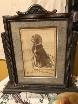 Vintage Dog Photograph