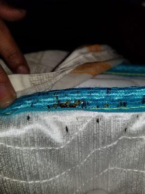 Molly found these bed bugs on a mattress.