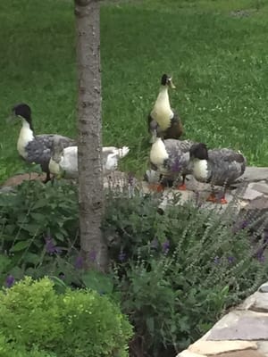 The farm ducks