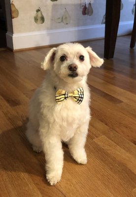 That bow tie to top off my fluffy boy.