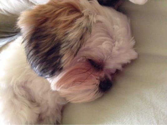 Sammy sleeps after his grooming.