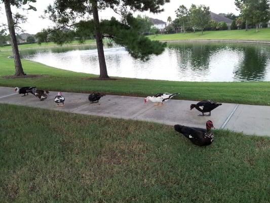 Ducks wagging tails = happy?