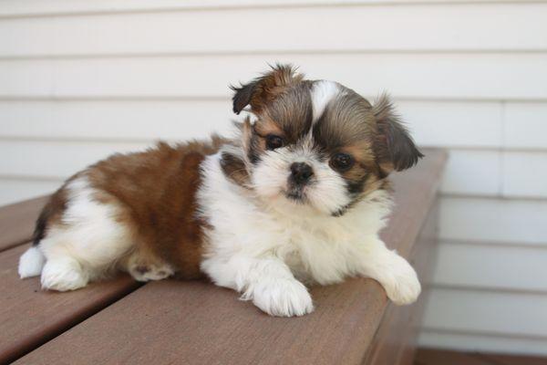 Shih Tzu