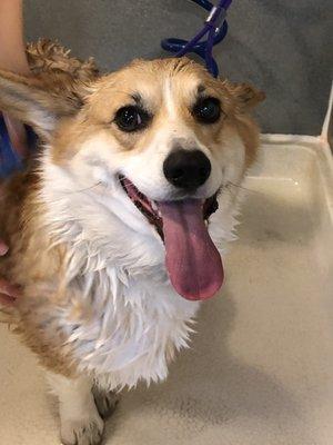 @harper_corgilife on Instagram getting a bath!