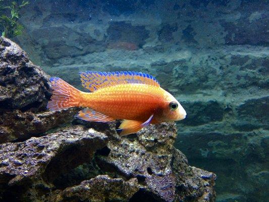 Aulonocara African cichlid