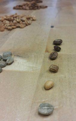 Coffee seed roasting stages