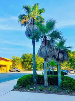 "The Palms" at Trade winds Shopping plaza.