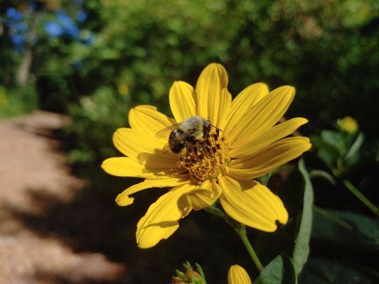 Sucking that nectar.