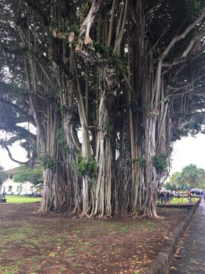 Giant Tree