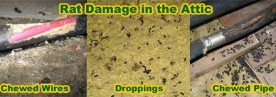 We Clean Rodent Droppings In Attics!