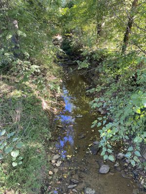 Stream and wetlands