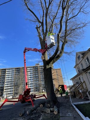 Morales Tree Service