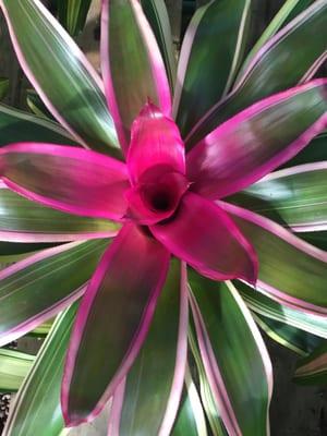 Bromeliad Neoregelia