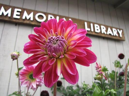 The garden in bloom in front of the building.