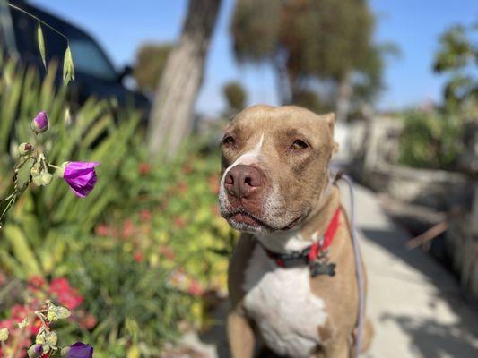 Best Buds Dog Training