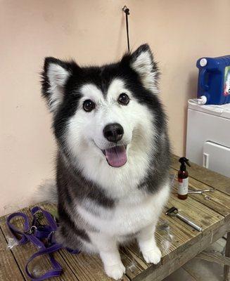 Fluffers enjoying a nice deshedding