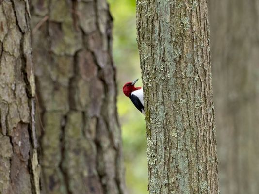 Red Headed Woodpecker!!