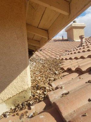 Bird feces build up on roof