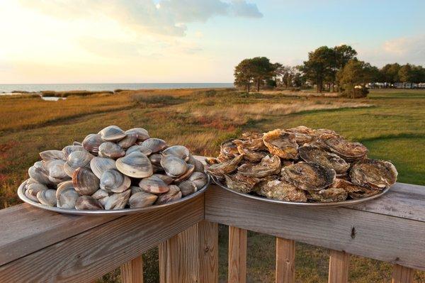 Premium Clams & Oysters