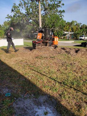 STUMP GRIND TRI-DOMINANT NORFOLK ISLAND PINE