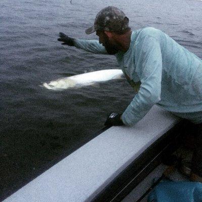 This was one of those cloudy days that didn't seem like the best sight fishing day but the tarpon were swimming high in the water column.