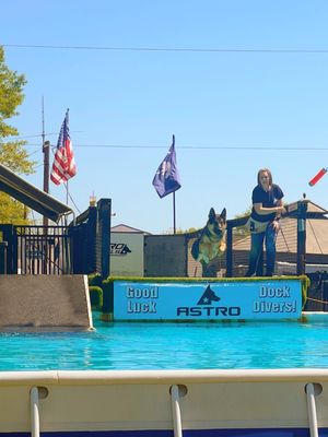 Dock Diving